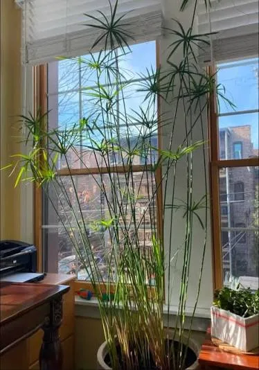 Huge papyrus plant